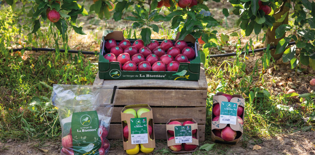Gamme de pommes Le Verger de La Blottière en plateau barquettes et sachet