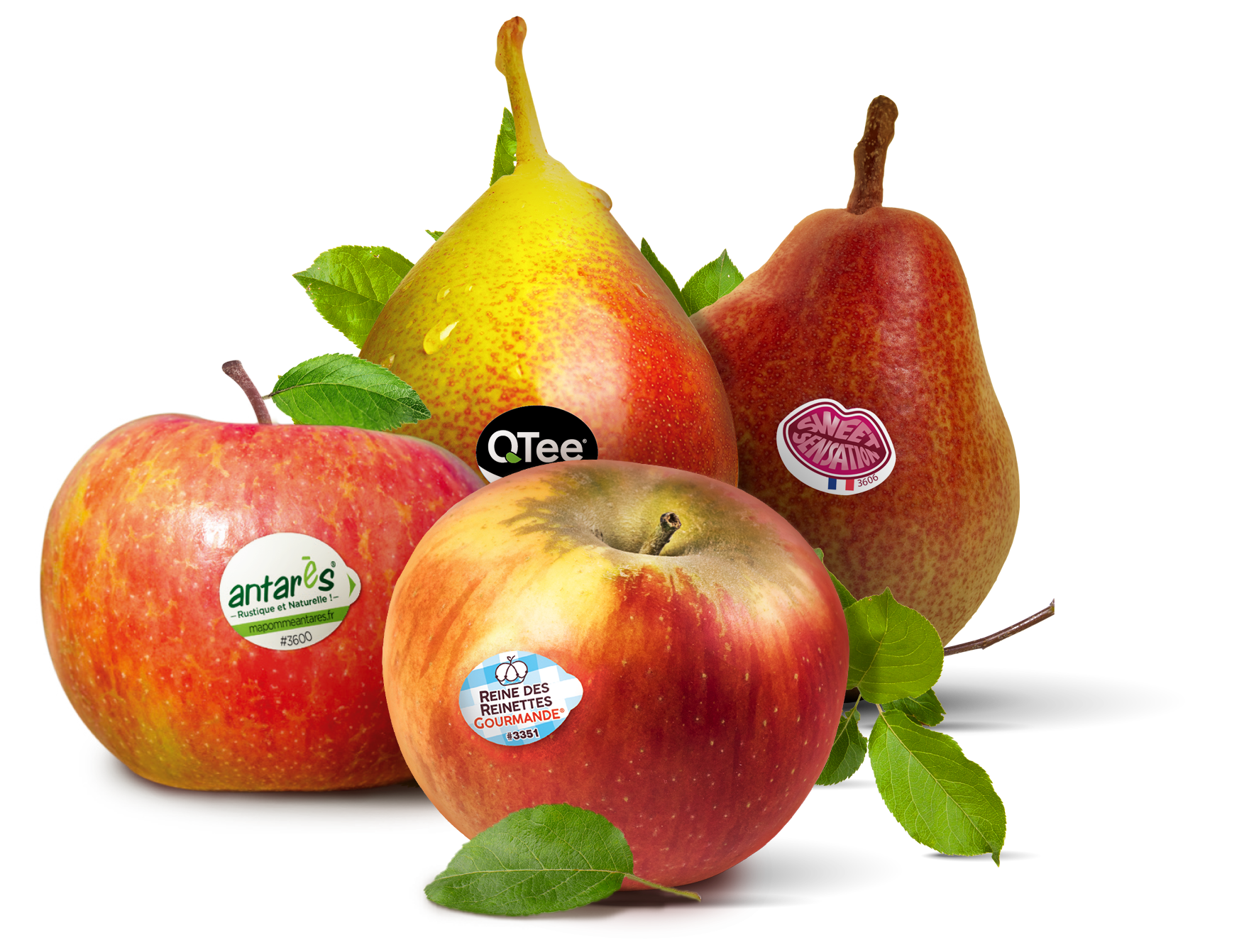 la-blottiere-visuel-home-pommes-ok